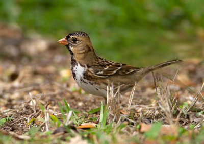 Harris's Sparrow