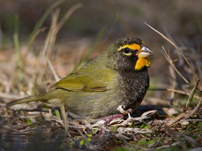 Yellow-faced Grassquit