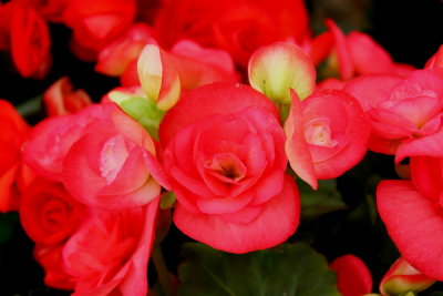 ABC_Garden_Nov_10_012.JPG
