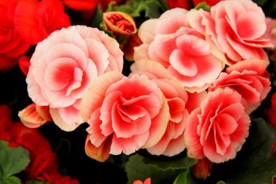 ABC_Garden_Nov_10_013.JPG