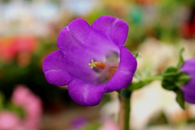 ABC_Garden_Nov_10_016.JPG