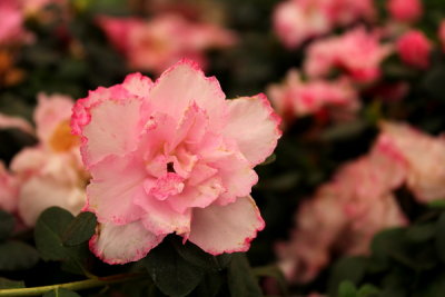 ABC_Garden_Nov_10_021.JPG