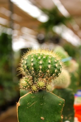 ABC_Garden_Nov_10_027.JPG