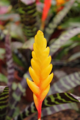 ABC_Garden_Nov_10_032.JPG