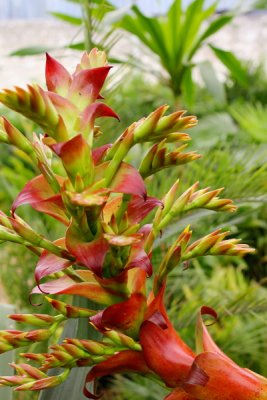 ABC_Garden_Nov_10_037.JPG