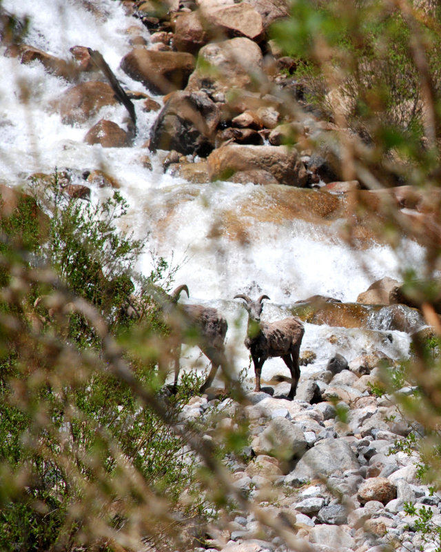 Bighorn RMNP 8x10 DSC_1393.JPG