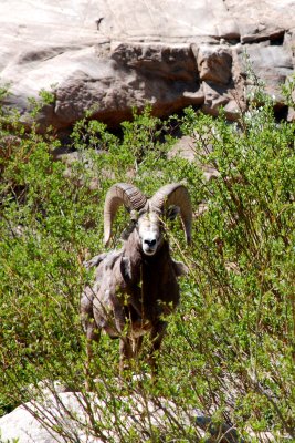 Bighorn RMNP 4x6DSC_1385.JPG