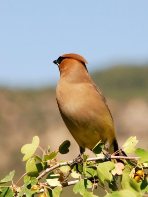 Cedar Waxwing 3x4 DSC_1742.JPG