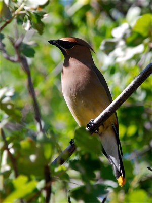 Cedar Waxwing CO 3x4 DSC_1733.JPG