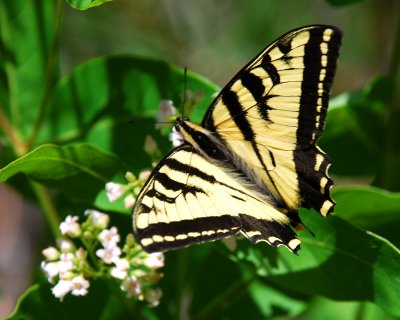 Grizzly butterfly 8x10 DSC_1676.JPG