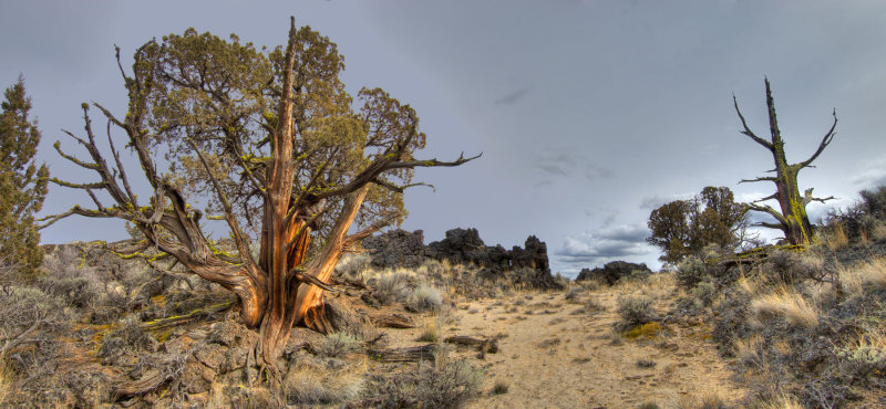 juniper pano