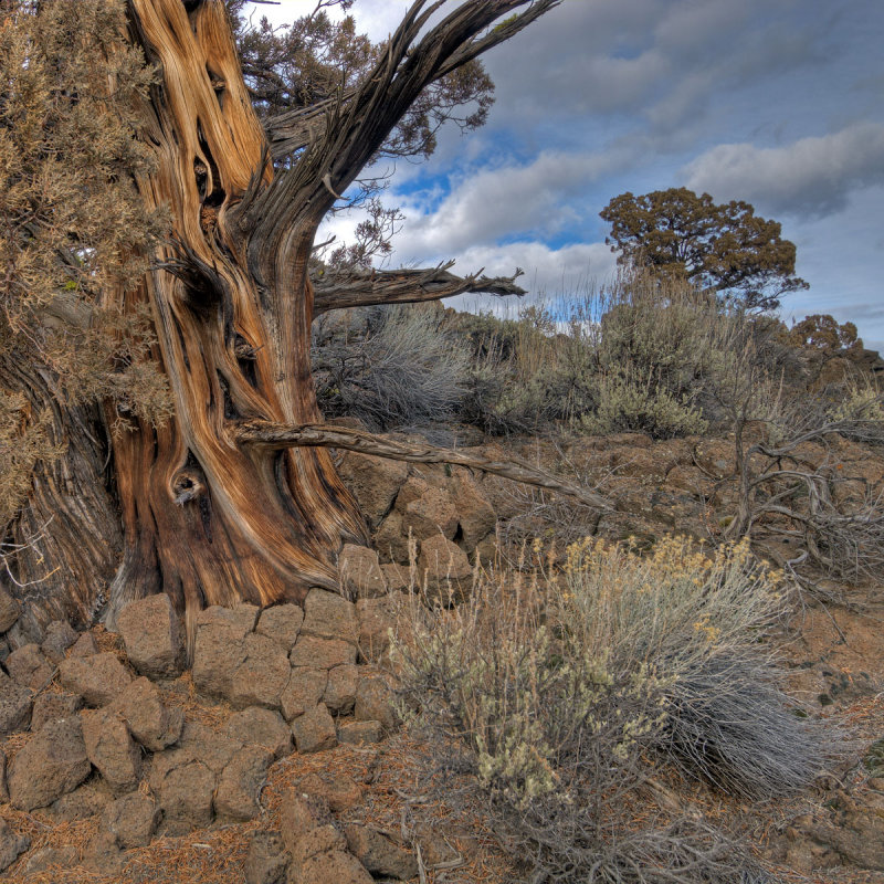 juniper&sky