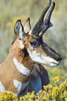 pronghorn antelope / hart mt.