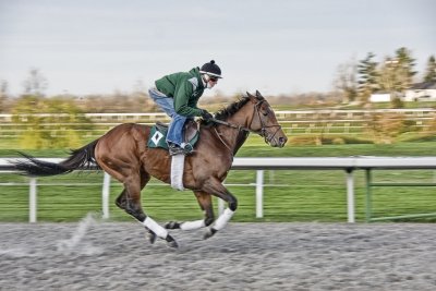 gallop4507.jpg
