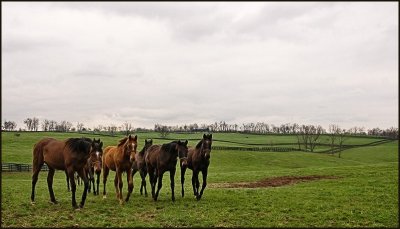 horses4964.jpg