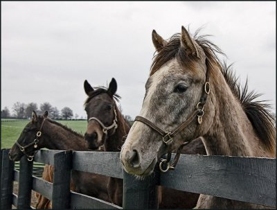 horses4987.jpg