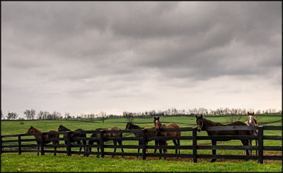 horses4999.jpg