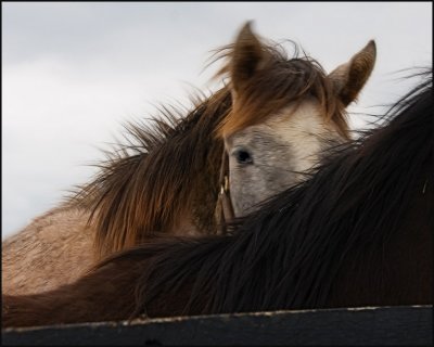 horse4973.jpg