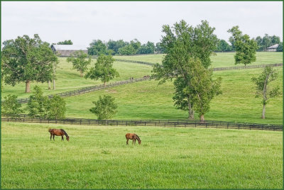smallhorses6090.jpg