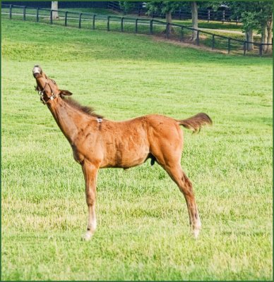 horse6002.jpg