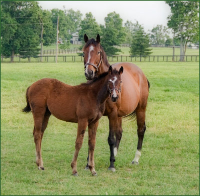 horses6029.jpg