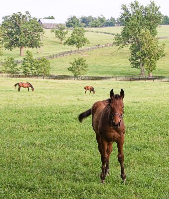 horses6084.jpg