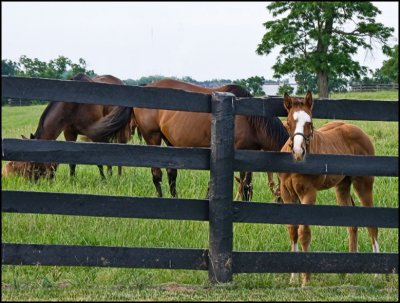 horses6180.jpg