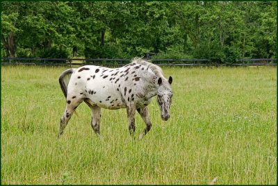 horse6459.jpg