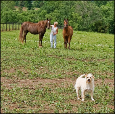 2horses6368.jpg