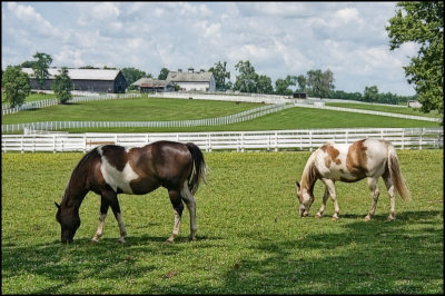 HORSEPARK7960.jpg