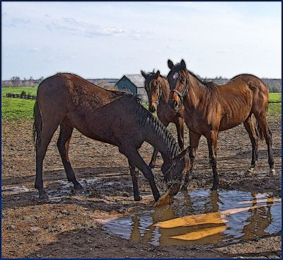 flhorses4904.jpg