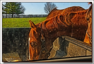 lfhorses4923.jpg