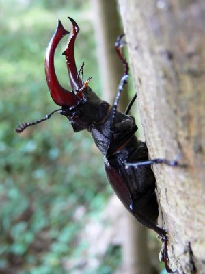 Escarabajo ciervo volante
