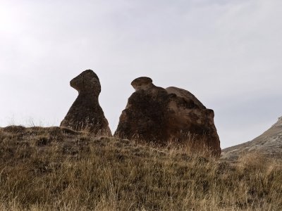 Silueta de camello