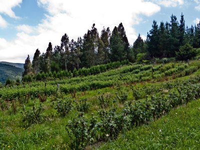 Cultivo de pequeos frutos