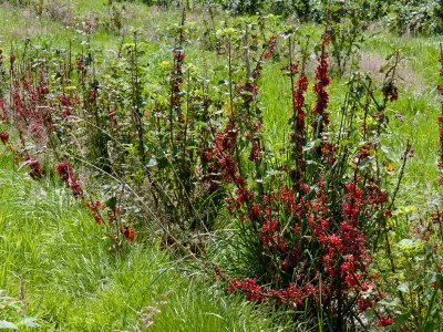 Grosella roja