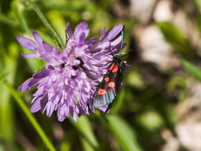 Zygaena trifolii 