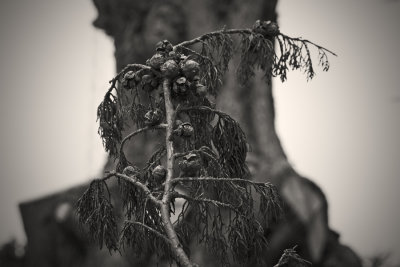 Dead Cypress Branch, Point Reyes