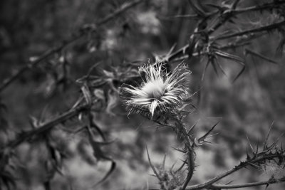 Thistle, Point Reyes