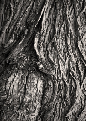 Cypress Tree Bark, Point Reyes