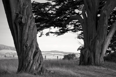 Cypress Trees, Point Reyes No 2
