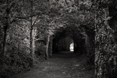 Tree Tunnel, Inverness Ridge Trail, Point Reyes