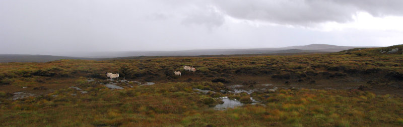 Sheep and Lewis landscape in the rain