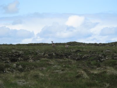 A hind and her follower watching me