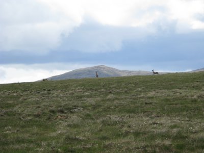 The hind and follower still watching me with Beinn Bharabhais behind