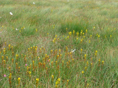 Bog Asphodel