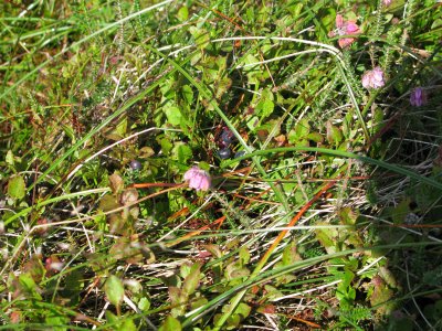 Blaeberry