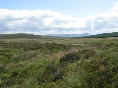 Harry's Burn with Slemish behind