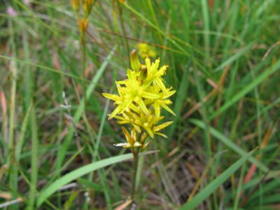 Bog Asphodel