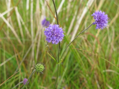 devils bit scabious.jpg